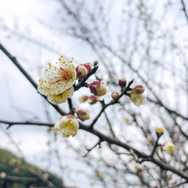 梨花(徐弋雯摄于萧山吉山梅园) 梨花(徐弋雯摄于萧山吉山梅园)