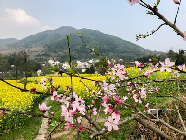 桃花(王杨波摄于奉化) 桃花(王杨波摄于奉化)