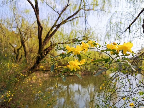 迎春花(胡晓虹摄于宁波白云公园) 迎春花(胡晓虹摄于宁波白云公园)
